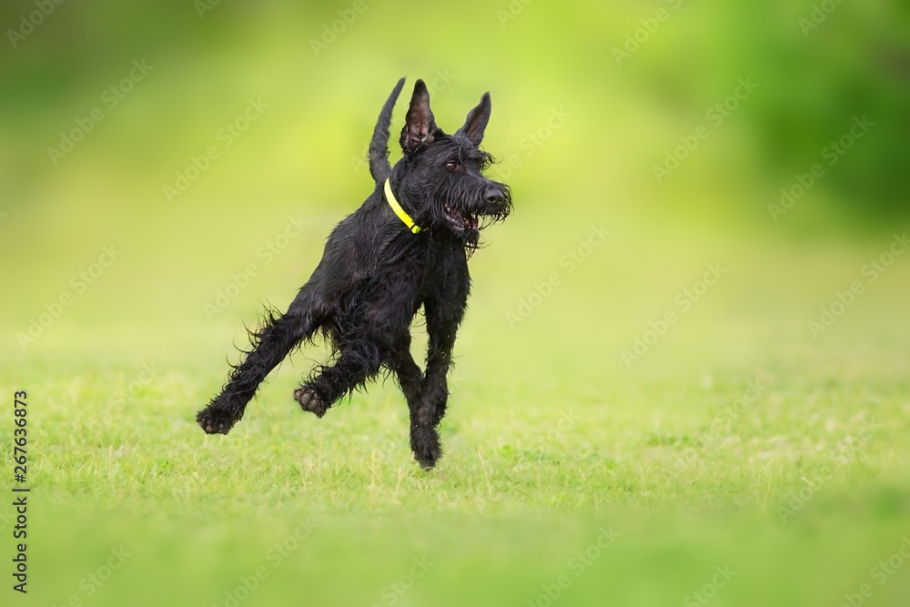 Giant schnauzer dog running on green grass Giant schnauzer dog running on green grass