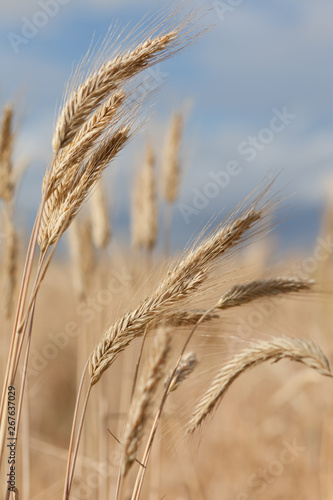 Wheat field in summer sunset light