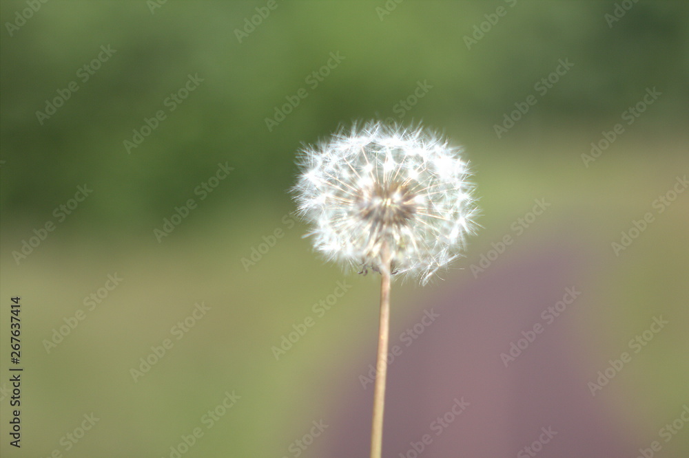 dandelion on green background dandelion on green background