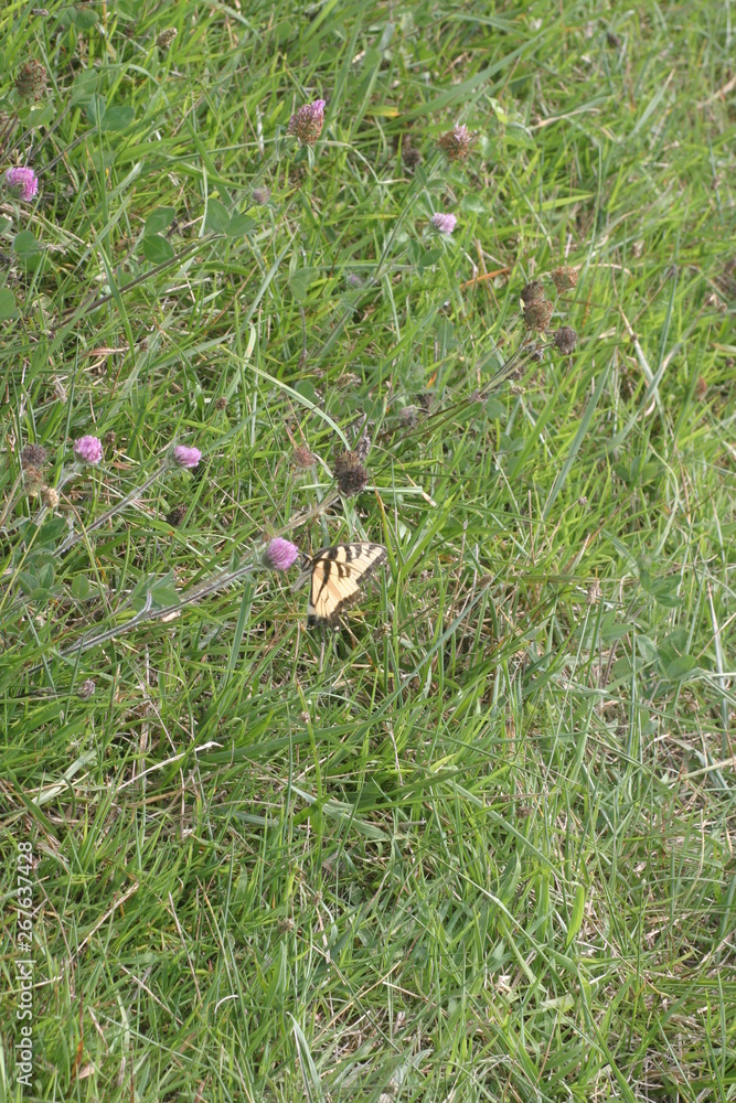 butterfly and flowers in the grass butterfly and flowers in the grass