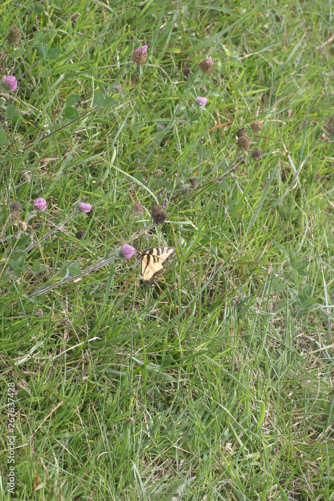 butterfly and flowers in the grass