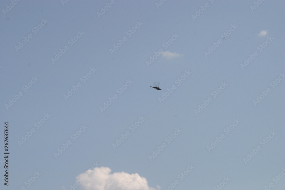 seagull flying in the blue sky seagull flying in the blue sky