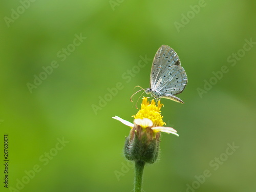 Leptosia nina malayana Butterfly feeding on grass flower with green nature blurred background. © Yuttana Joe