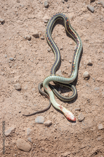 Road Accident - Victim Garter Snake