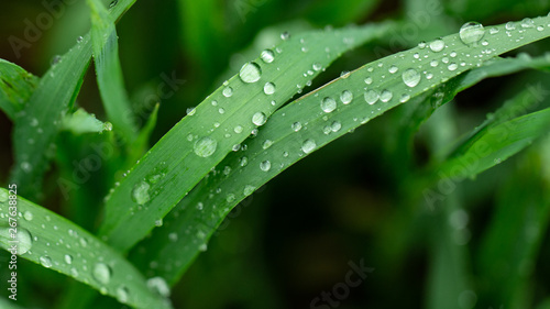 Green fresh grass in the drops of dew texture