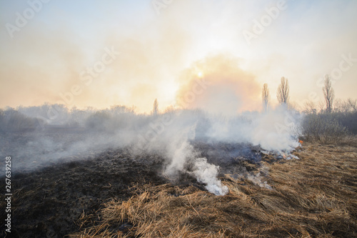 Big field with smoke after wildfire. All grass and trees are burnt after forest fire