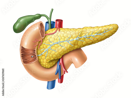 Pancreas anatomy photo