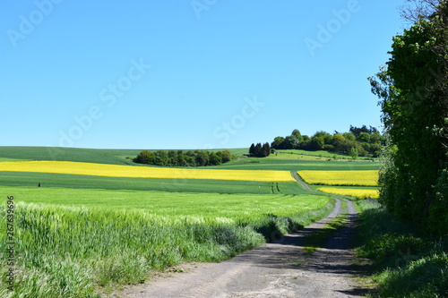 bunte Felder im Frühling photo