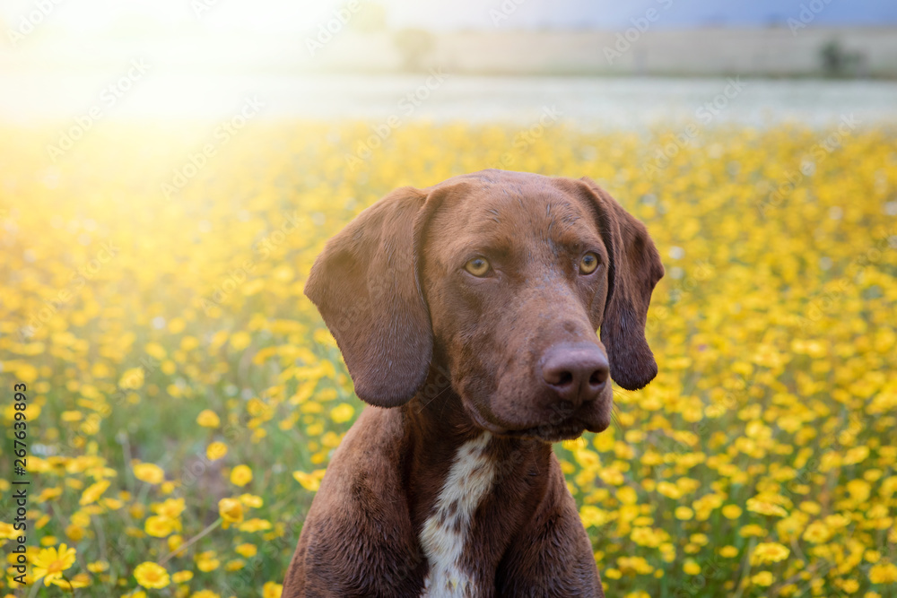 Beautiful Brown Braco German Shorthair