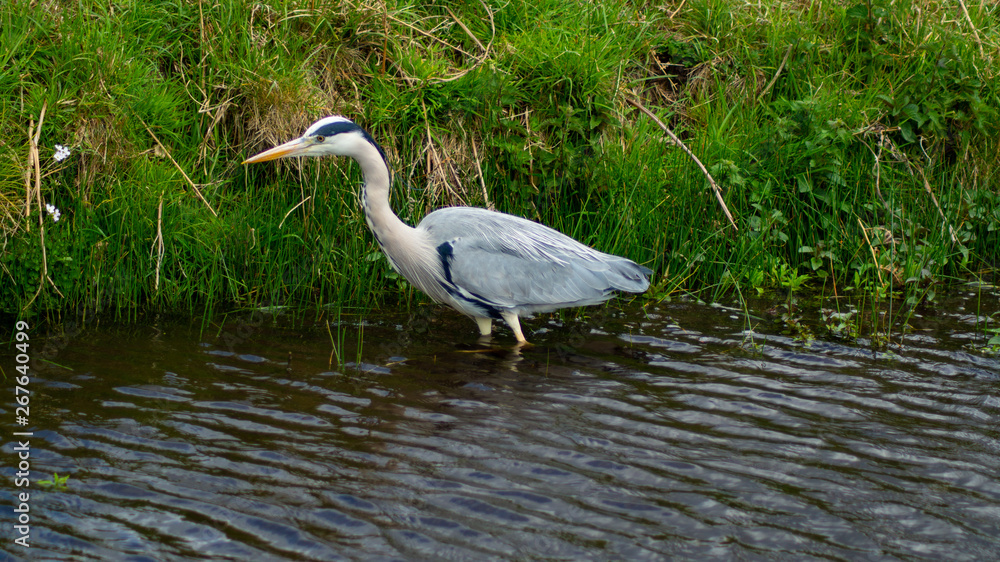 Large Grey Heron, Ardeidae, Single Bird Close Up, eyeline low angle view, searcing for food on riverbank Large Grey Heron, Ardeidae, Single Bird Close Up, eyeline low angle view, searcing for food on riverbank