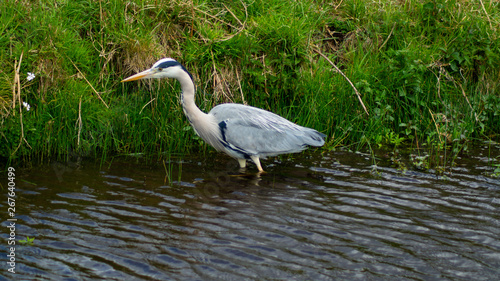 Large Grey Heron, Ardeidae, Single Bird Close Up, eyeline low angle view, searcing for food on riverbank