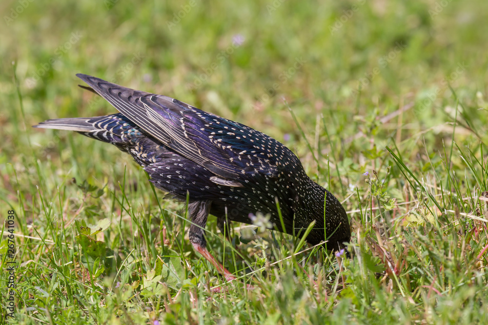 Fototapeta premium close up of starling searching for food in ground