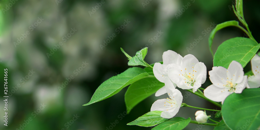 Gorgeous background with blooming apple tree Gorgeous background with blooming apple tree
