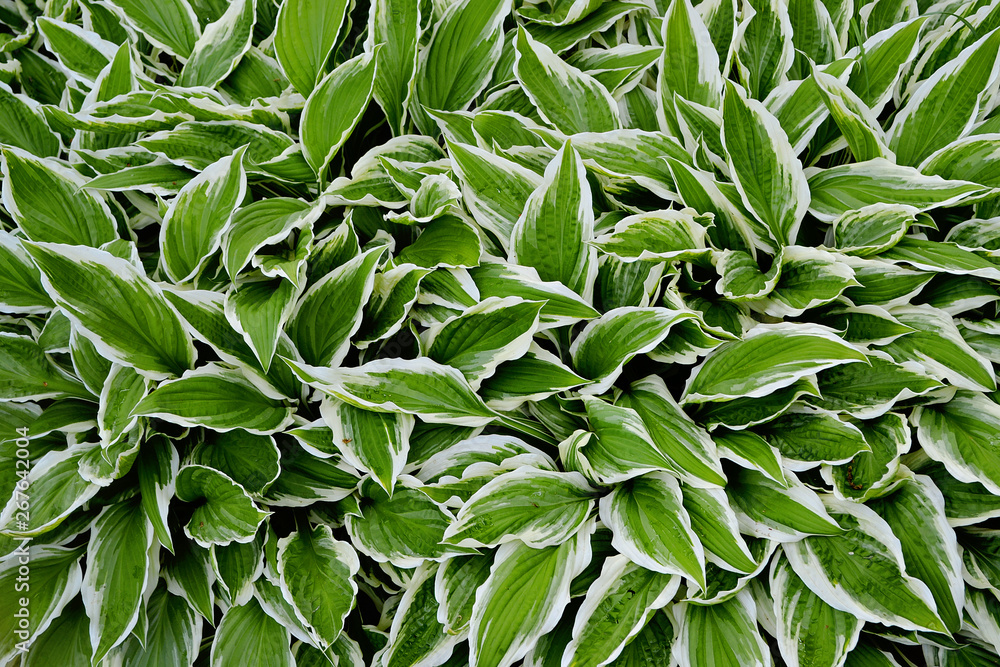 Obraz premium Nature green leaves. Foliage background. Fresh, juicy colours.