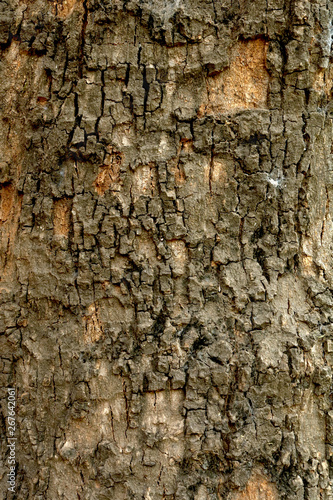 tree wood texture 