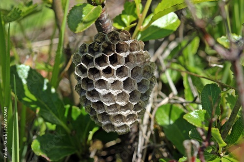 Nest einer Feldwespe (Polistes) photo