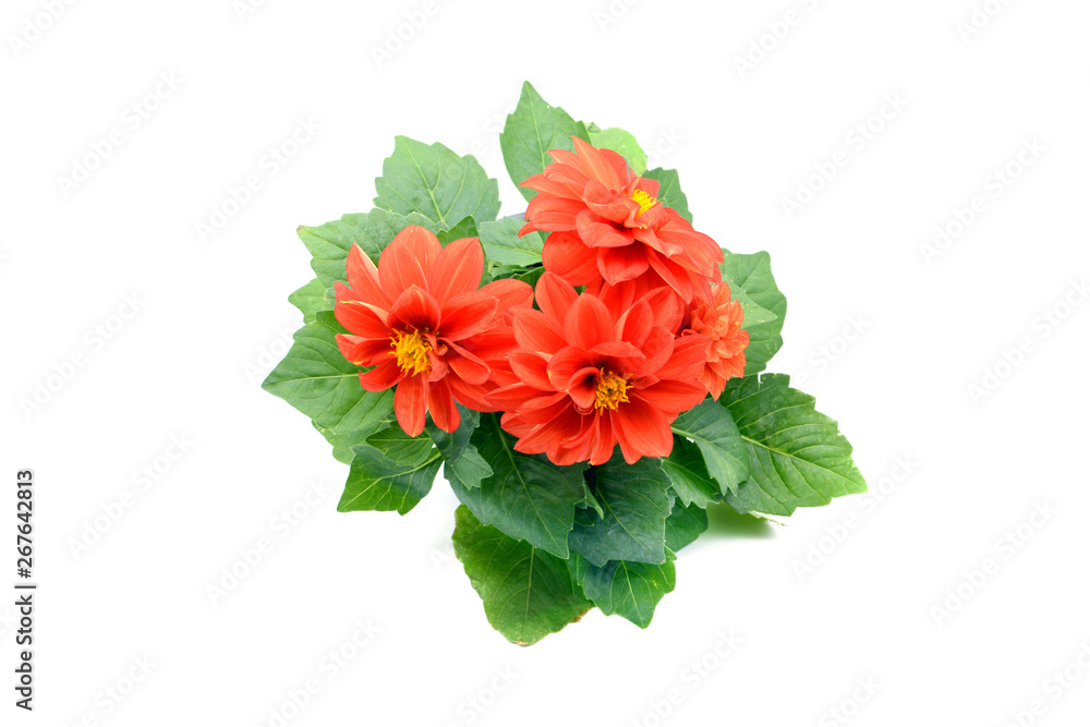 red Dahlia flower in flowerpot on white isolated background. top view.