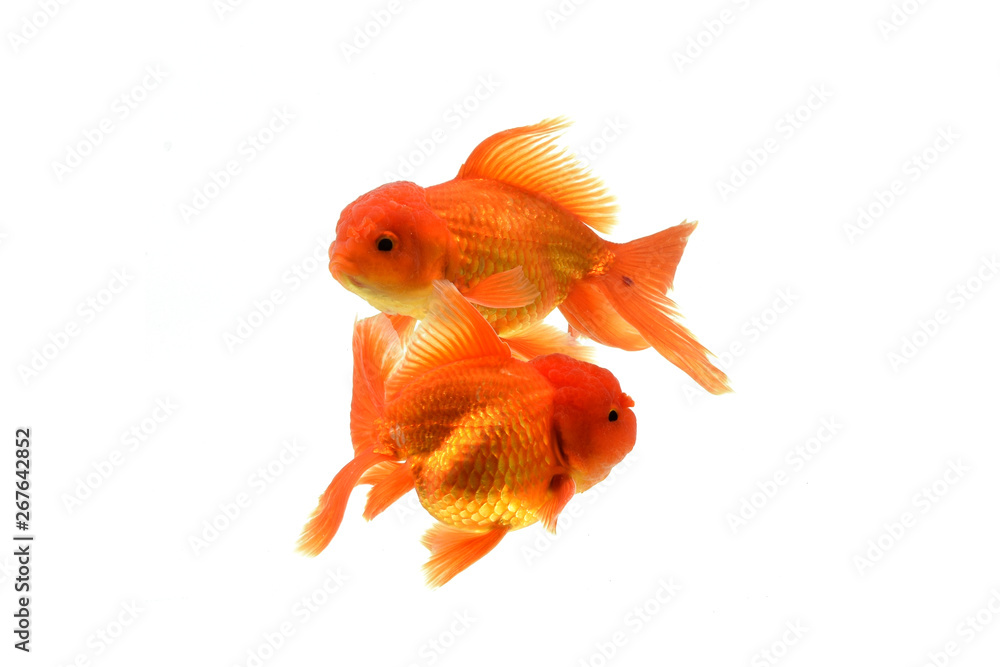 Fototapeta premium Goldfish carassius auratus white background