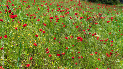 Field of red poppies and tall grass swaying in the wind. Wildflowers on a windy summer day.