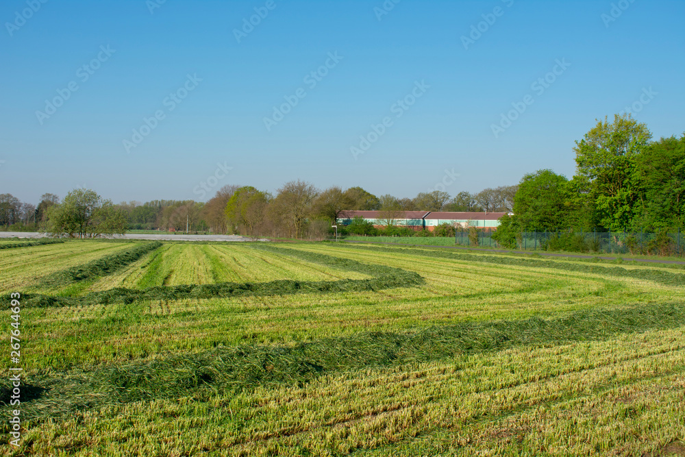 Bauernschaft mit frisch gemähter Wiese . Standort: Deutschland, Nordrhein - Westfalen, Borken