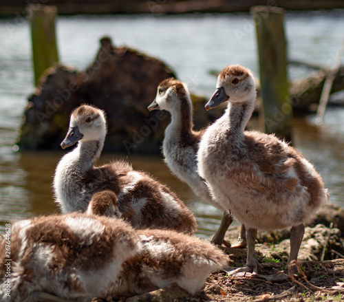 Egptian Goose, goslings, close up low angle view, family group © Pluto119