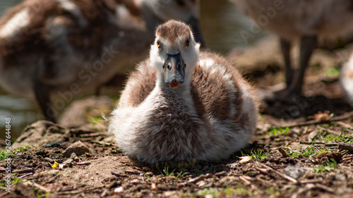 Egptian Goose, goslings, close up low angle view, family group