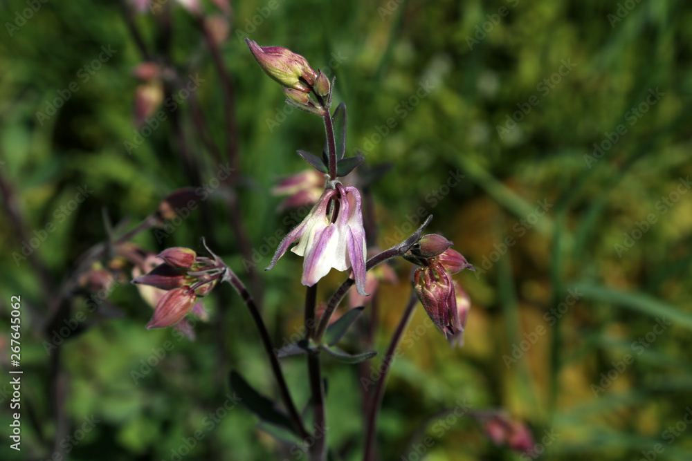 The Columbine Flower Aquilegia Purple columbine -aquilegia - blossom growing in garden The Columbine Flower Aquilegia Purple columbine -aquilegia - blossom growing in garden