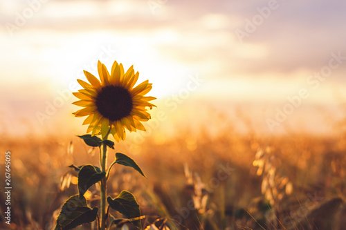 Fototapeta lonely sunflower in a field in the sunlight