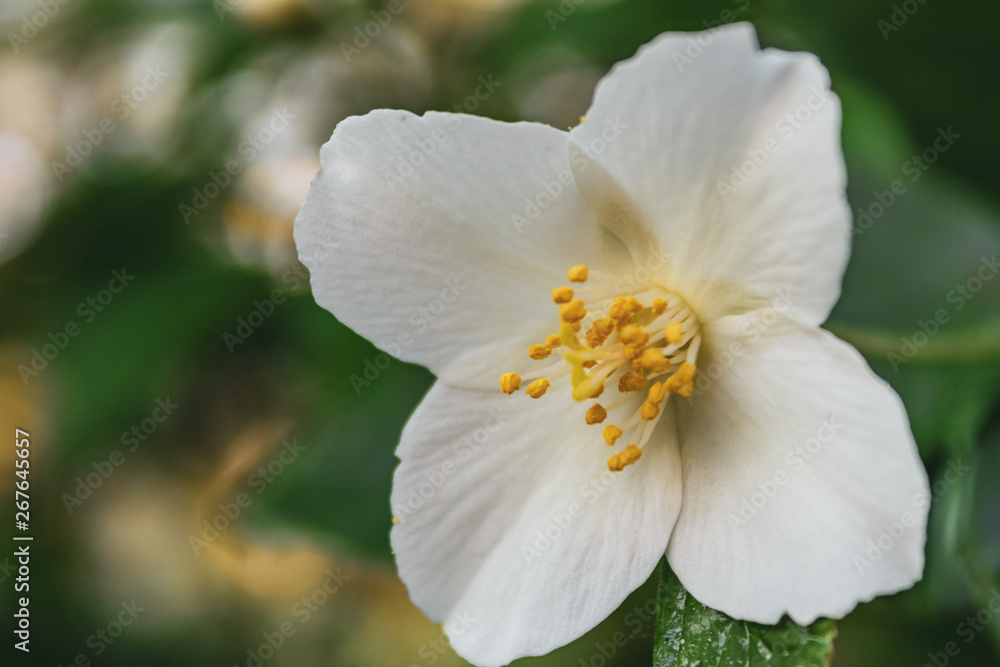 White flower on a background of dark green foliage of grass White flower on a background of dark green foliage of grass