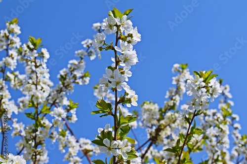 Beautiful cherry blossoms in the garden.