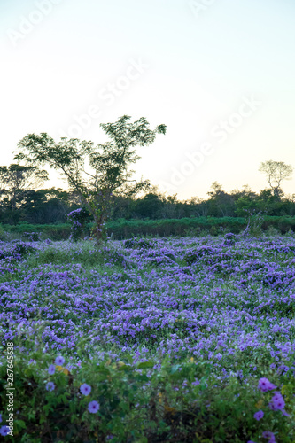 field of flowers