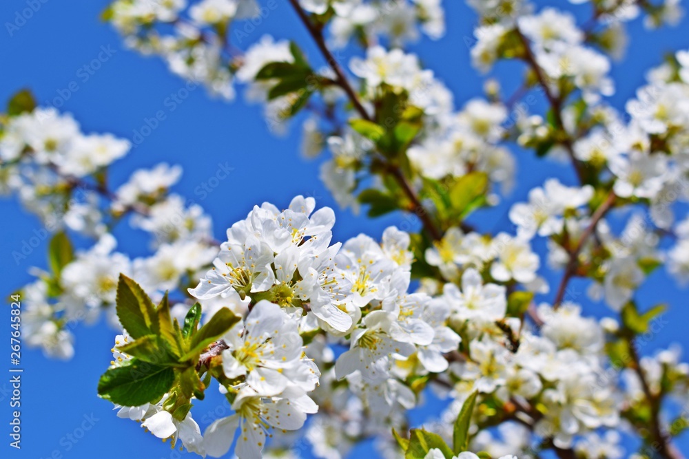 Beautiful cherry blossoms in the garden. Beautiful cherry blossoms in the garden.