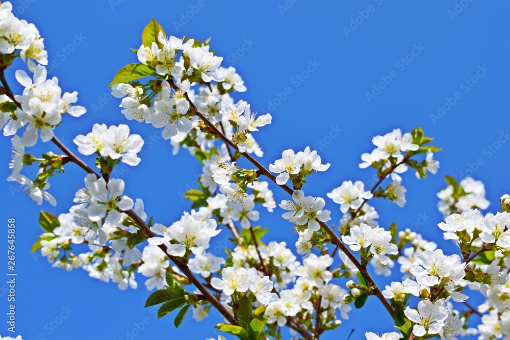 Beautiful cherry blossoms in the garden.