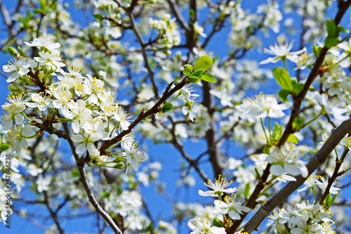 Beautiful cherry blossoms in the garden.