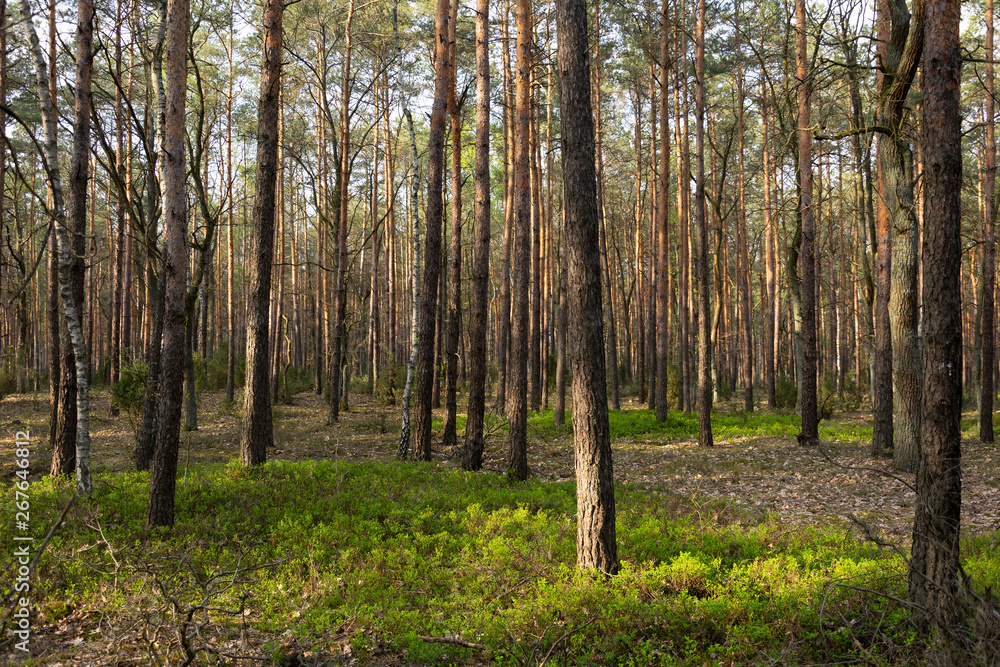 Spring in the forest, small green plants near the path.