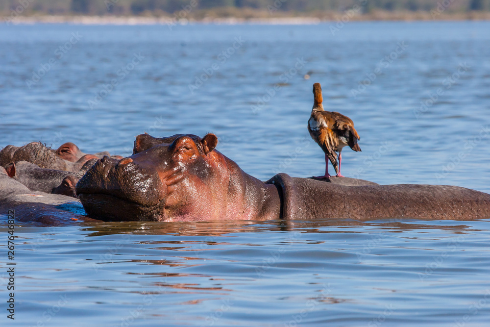 Fototapeta premium Kenya. Africa. Lake Naivasha in Kenya . Egyptian goose stands on the back of a hippo submerged Naivasha. African behemoths. Wild animals of Kenya. African wildlife.