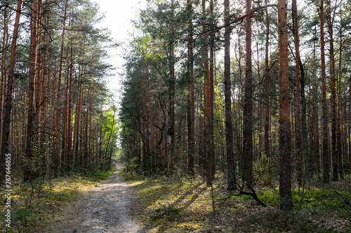 Spring in the forest, small green plants near the path.