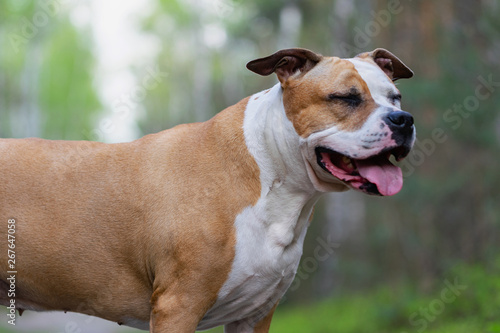 Portrait of White-brown dog on a green lawn in the forest.