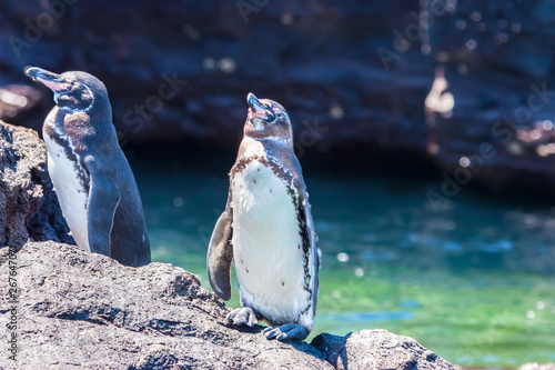 Galapagos islands. Ecuador....