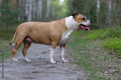 Portrait of White-brown dog on a green lawn in the forest. © PhotoRK