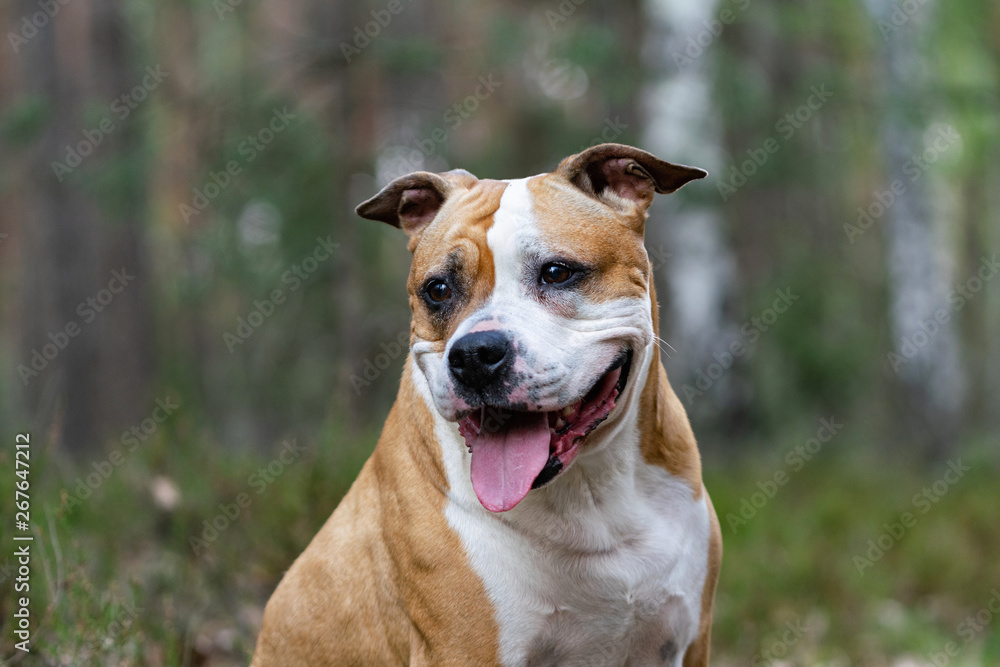 Portrait of White-brown dog on a green lawn in the forest.