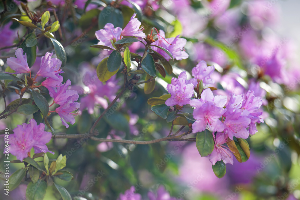 Closeup of a beautiful branch of pink Rhododendron Closeup of a beautiful branch of pink Rhododendron