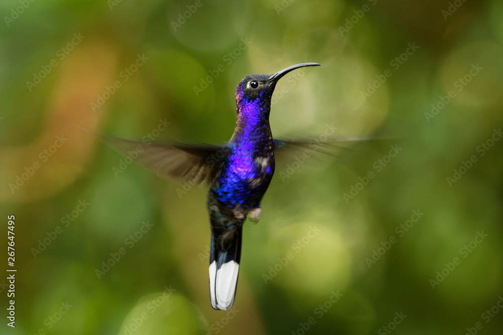 Violet Sabrewing - Campylopterus hemileucurus large flying hummingbird native to southern Mexico and Central America as far as Costa Rica and Panama Violet Sabrewing - Campylopterus hemileucurus large flying hummingbird native to southern Mexico and Central America as far as Costa Rica and Panama