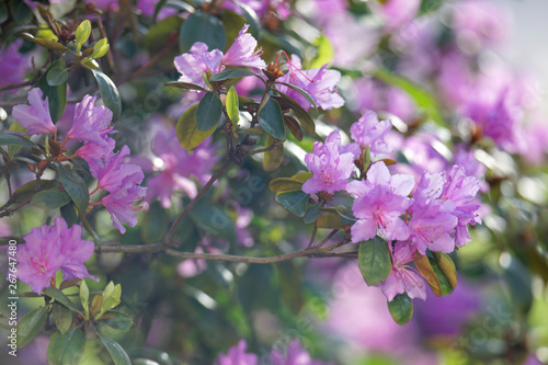 Closeup of a beautiful branch of pink Rhododendron