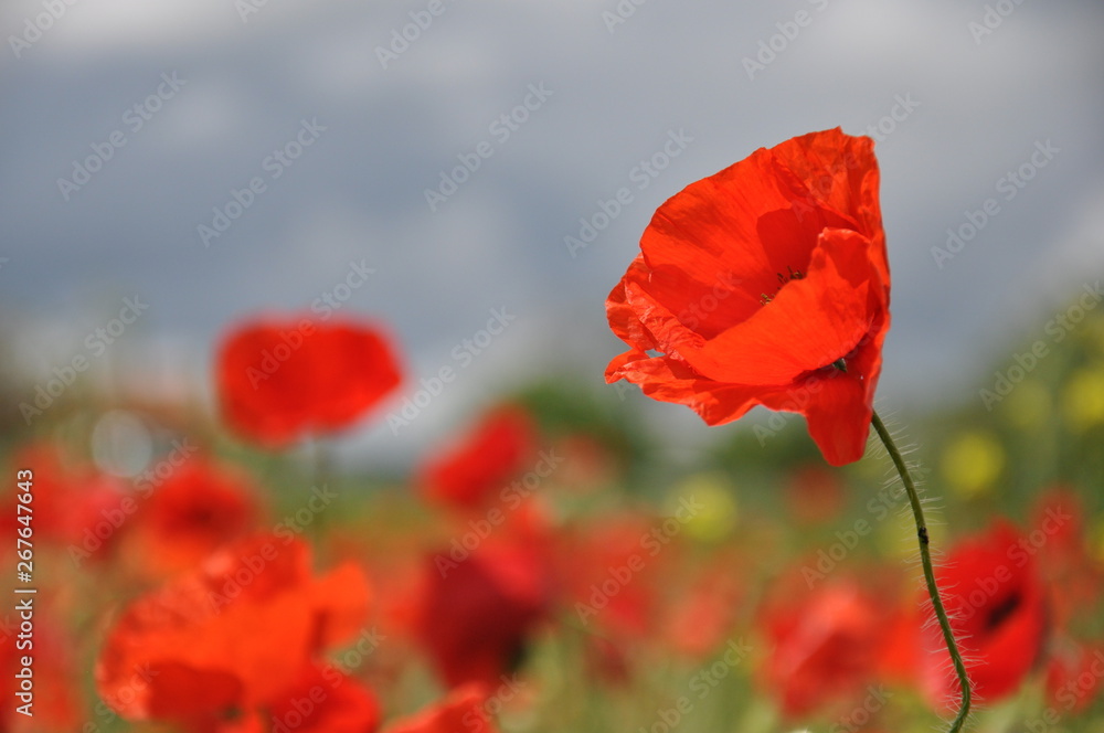 Obraz premium papaveri