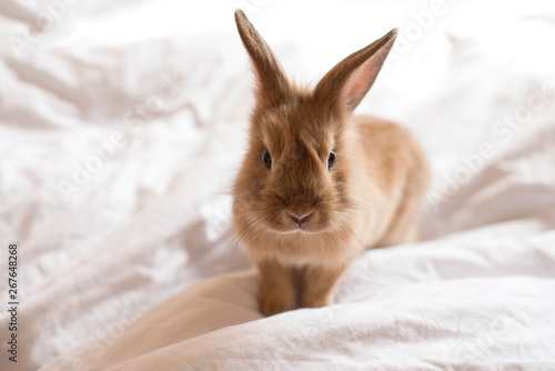 Baby adorable rabbit on white background. Close up Young cute red bunny on white bed. Lovely pet with fluffy hair