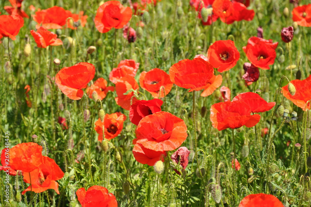 Fototapeta premium campo tulipani