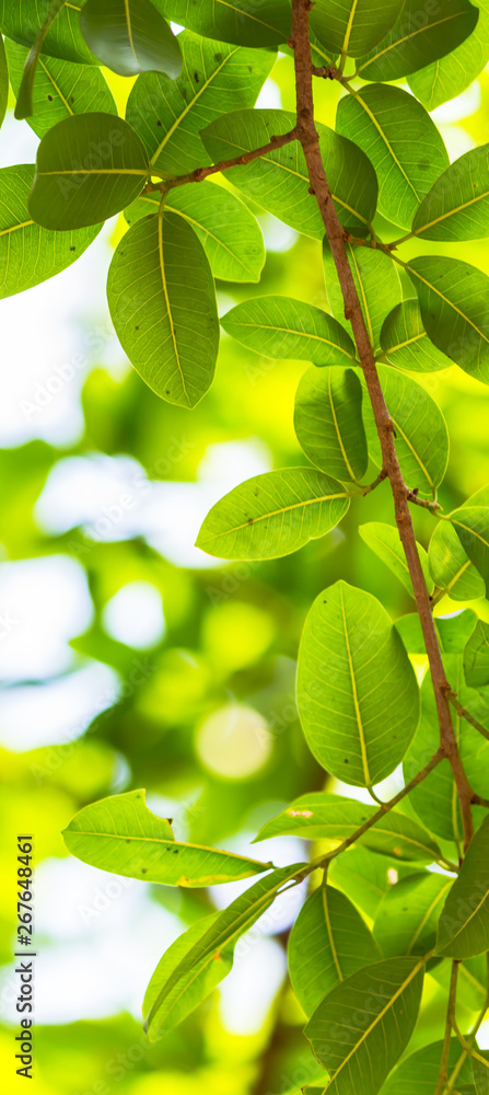 Backlit tree leaves in home flower garden on sunny day with white background. Backlit tree leaves in home flower garden on sunny day with white background.