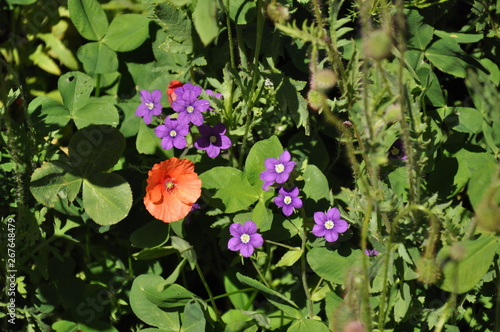 Wallpaper Mural campo tulipani Torontodigital.ca