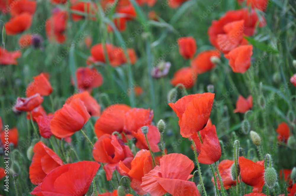 Obraz premium pole tulipanów